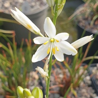 Paradisea liliastrum SDR8762